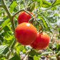Glacier Organic Tomato