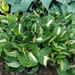 Woop Woop Hosta Plants online shopping