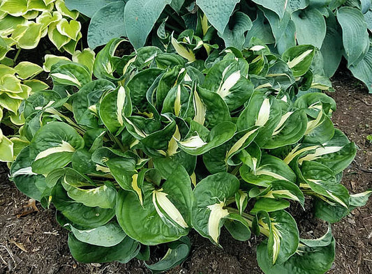Woop Woop Hosta Plants online shopping