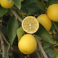 Eustis Limequat Plant citrus plant material online shopping
