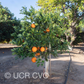 T.I. Rush Navel Orange Budwood citrus plant material online shopping
