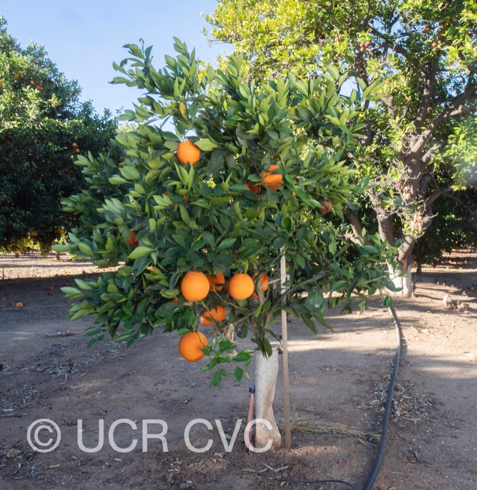 T.I. Rush Navel Orange Budwood citrus plant material online shopping
