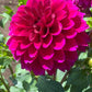 Gonzo Grape Dahlia