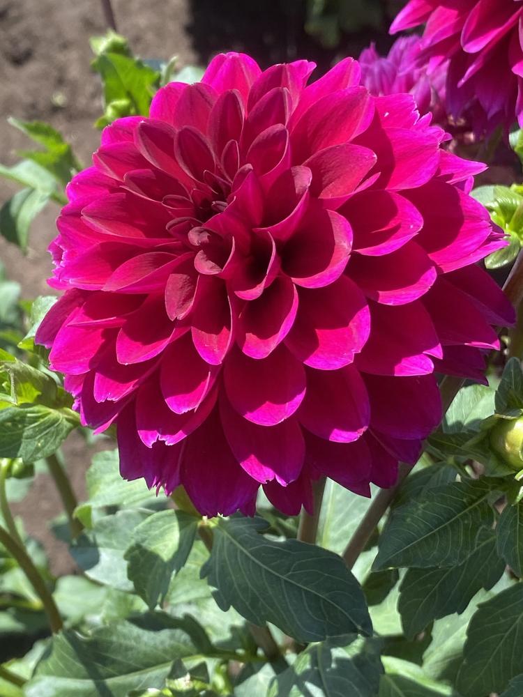 Gonzo Grape Dahlia