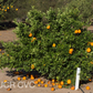 Ambersweet Orange Budwood citrus plant material online shopping