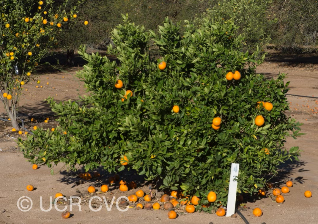 Ambersweet Orange Budwood citrus plant material online shopping