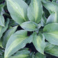 Pull Of The Moon Hosta Plants online shopping
