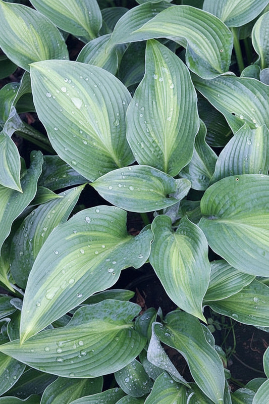 Pull Of The Moon Hosta Plants online shopping