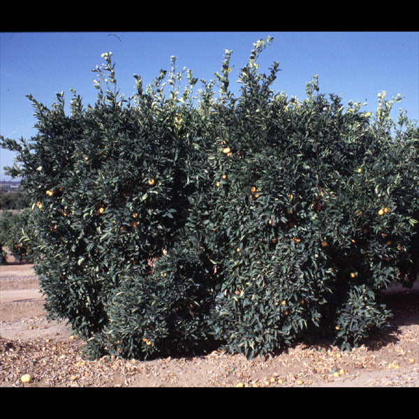 Tarocco Blood Orange Budwood citrus plant material online shopping