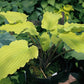 Valley’s Love Birds Hosta Plants online shopping