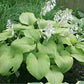 Golden Sculpture Hosta Plants online shopping