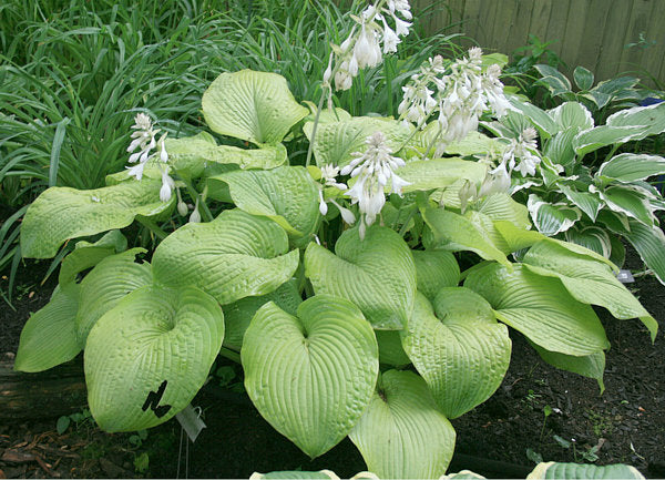 Golden Sculpture Hosta Plants online shopping