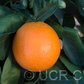 California Rojo Pigmented Navel Orange Budwood citrus plant material online shopping