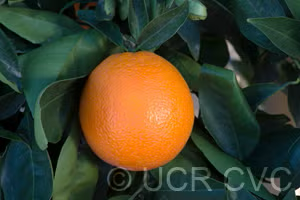 California Rojo Pigmented Navel Orange Budwood citrus plant material online shopping