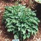 Tot Tot Hosta Plants online shopping