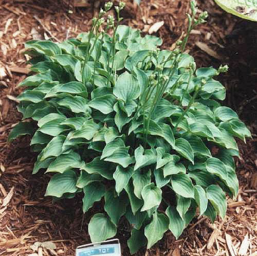 Tot Tot Hosta Plants online shopping