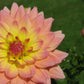 Summer’s End Dahlia