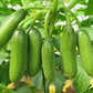 Mini-Me F1 Organic Cucumber