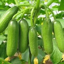 Mini-Me F1 Organic Cucumber