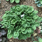 Eye Catcher Hosta Plants online shopping