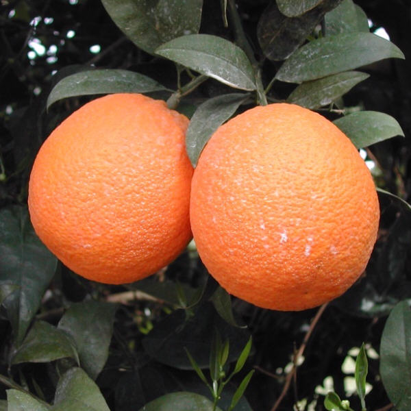 Delta Valencia Orange Budwood citrus plant material online shopping