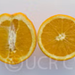 Rio Grande Navel Orange Budwood citrus plant material online shopping