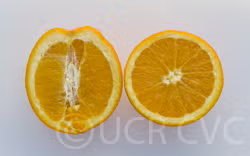 Rio Grande Navel Orange Budwood citrus plant material online shopping