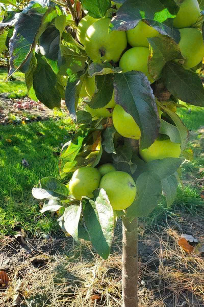 Tangy Green® Columnar Apple