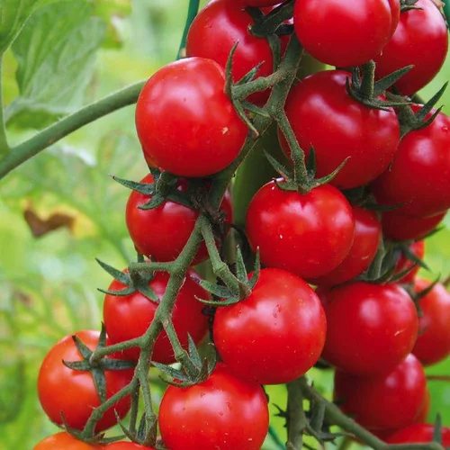 Supersweet 100 F1 Tomato