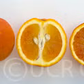 Ruby Blood Orange Budwood citrus plant material online shopping