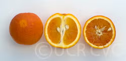 Ruby Blood Orange Budwood citrus plant material online shopping