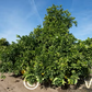 Kao Phuang Pummelo Budwood citrus plant material online shopping