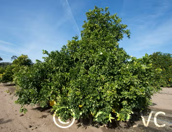 Kao Phuang Pummelo Budwood citrus plant material online shopping