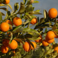 Marumi Kumquat Budwood citrus plant material online shopping