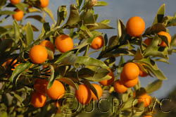 Marumi Kumquat Budwood citrus plant material online shopping