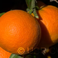 Benton Citrange Trifoliate Hybrid Budwood citrus plant material online shopping