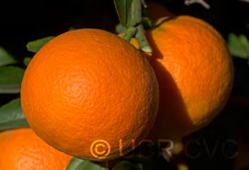 Benton Citrange Trifoliate Hybrid Budwood citrus plant material online shopping