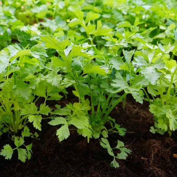 Amsterdam Cutting Leaf Celery