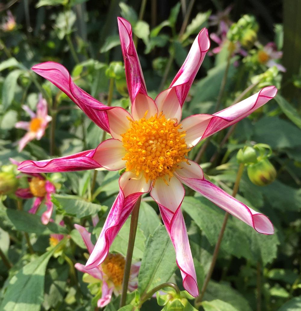 Willie Willie Dahlia