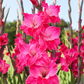 Fairy Tale Gladiolus Corms