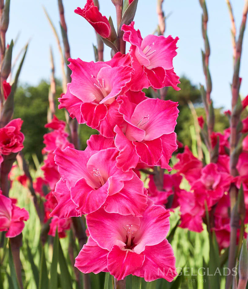 Fairy Tale Gladiolus Corms