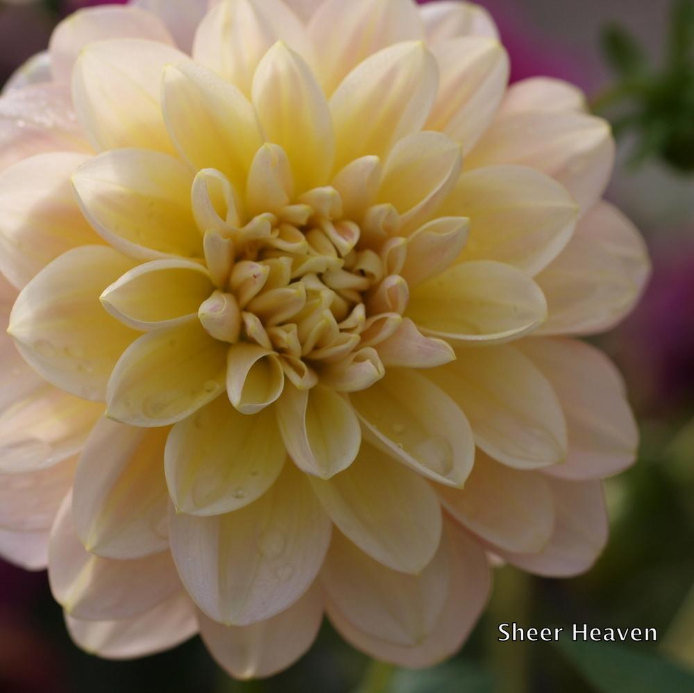 Sheer Heaven Dahlia