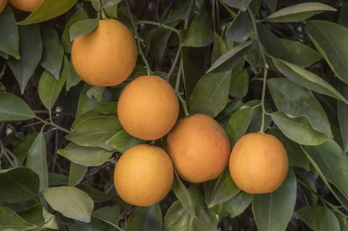 Salustiana Sweet Orange Budwood citrus plant material online shopping