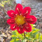 Heartthrob Dahlia