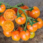 Sunrise Bumble Bee Organic Tomato