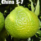 China S-7 Satsuma Mandarin Budwood citrus plant material online shopping