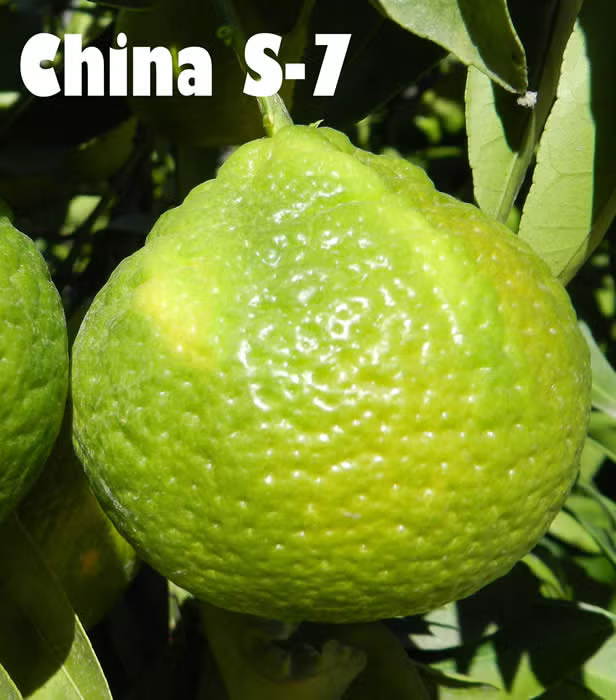 China S-7 Satsuma Mandarin Budwood citrus plant material online shopping