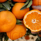 Armstrong Satsuma Mandarin Budwood citrus plant material online shopping