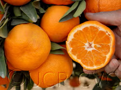 Armstrong Satsuma Mandarin Budwood citrus plant material online shopping