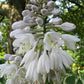Reptilian Hosta Plants online shopping